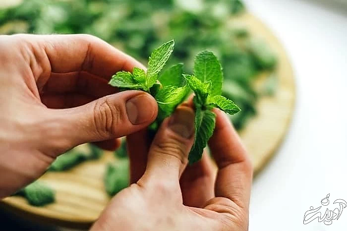 نعنا از سبزی های کوفته نعنا در کوفته